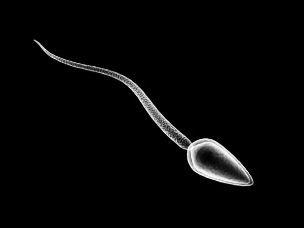 Sperm cell — Stock Photo, Image