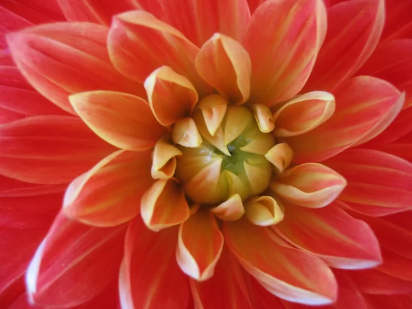 stock image Dahlia