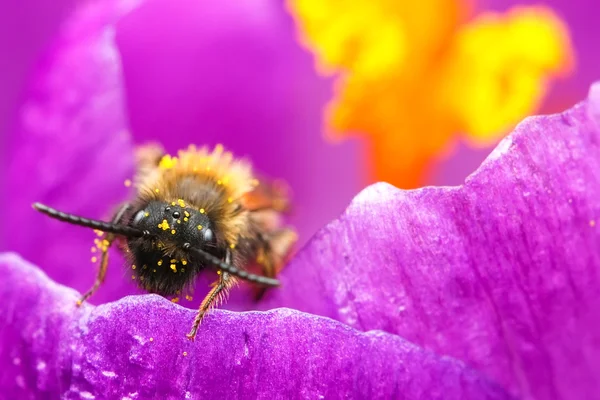 Μέλισσα Εικόνα Αρχείου