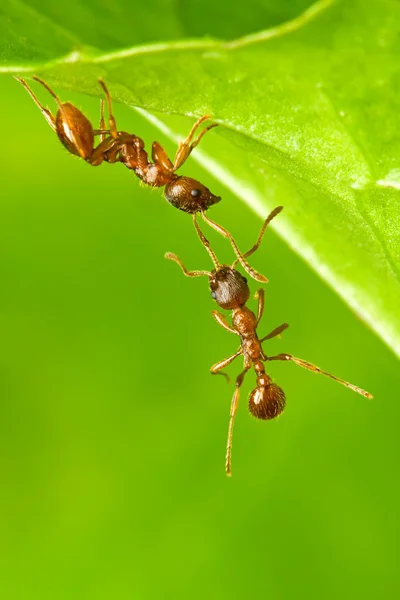 蚂蚁 免版税图库图片