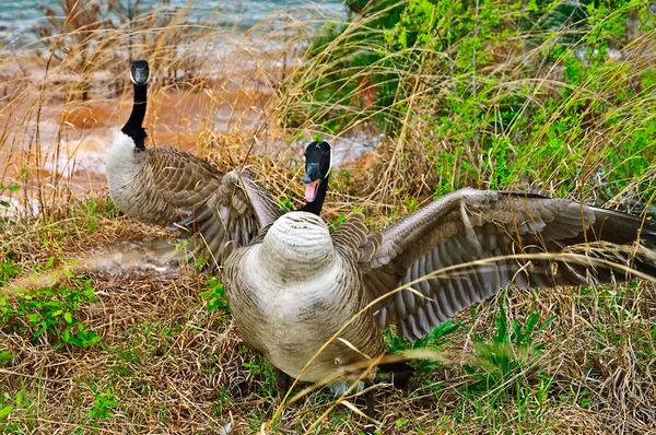 鹅攻击保护巢 — 图库照片