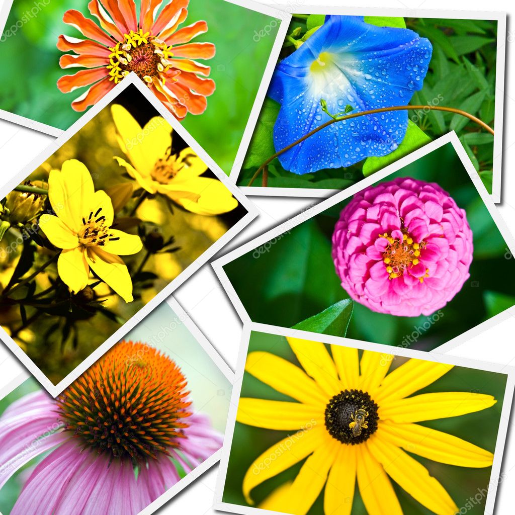 Colorful Flower Collage