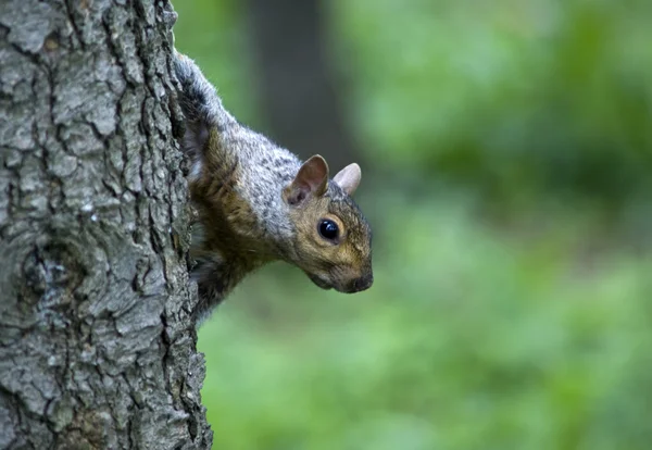 Colpo di scoiattolo in una foresta — Foto Stock