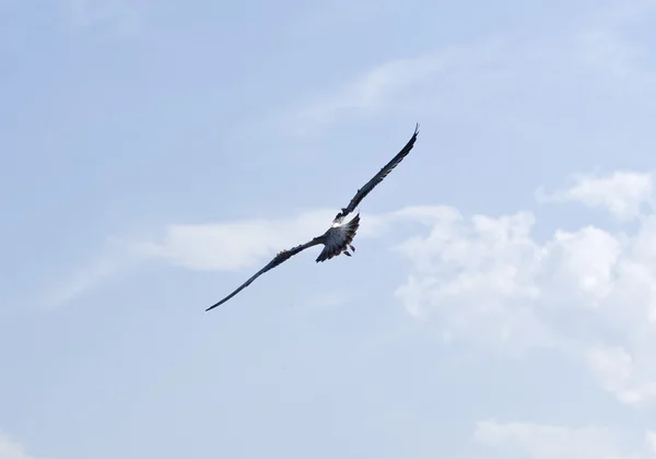 stock image Bird