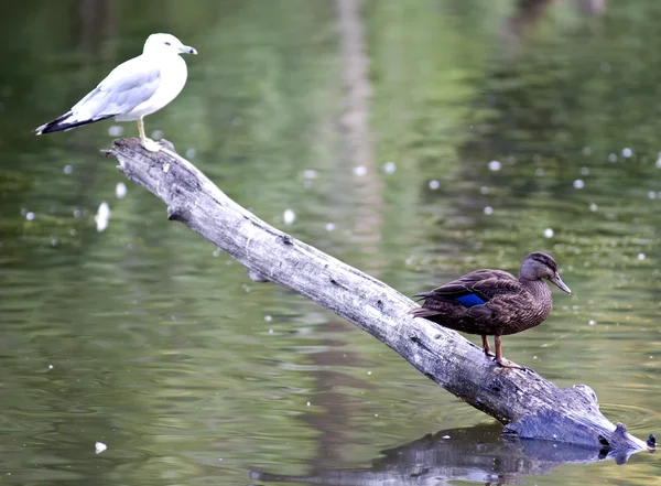 stock image Ducks