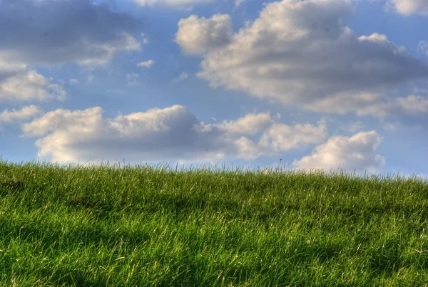 stock image Grass