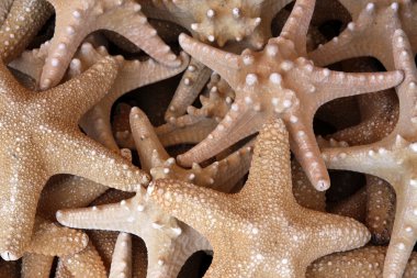 Seastars