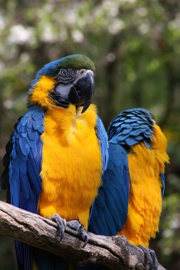 Macaws clipart