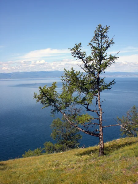 Järvi Baikal, puu saarella Olkhon . — kuvapankkivalokuva