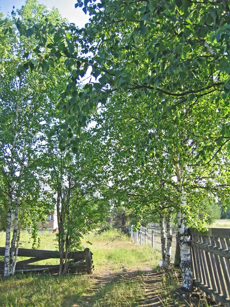 Birches at a fence in Russia. — Stock Photo, Image