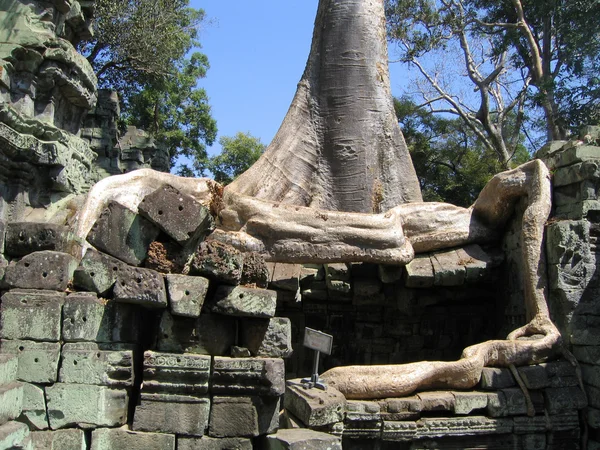 Kambodja, rötterna av träd som har vuxit i stenar av en gammal — Stockfoto