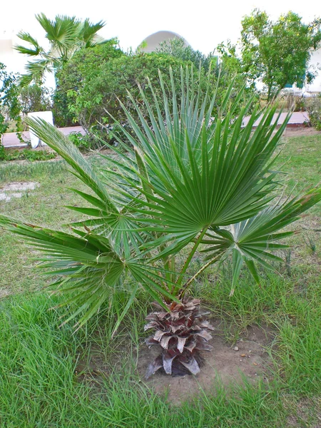Palmeira em território hoteleiro em Tunis . — Fotografia de Stock