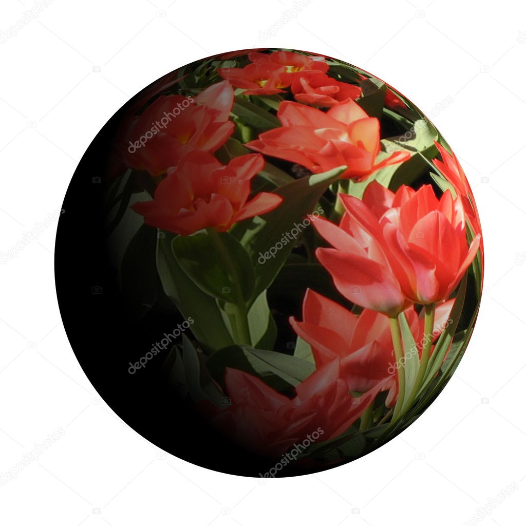 Planet of Red Tulips on a white background.