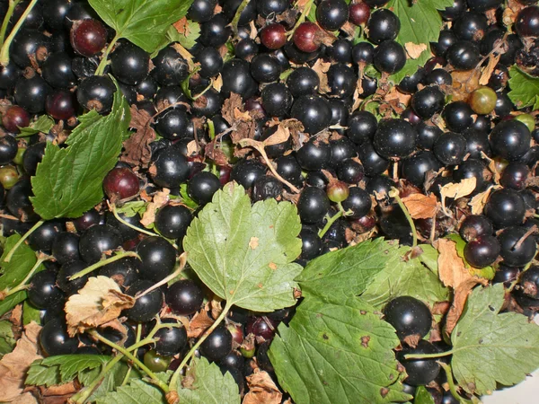 Schwarze Johannisbeere mit Blättern in Nahaufnahme als Hintergrund. — Stockfoto