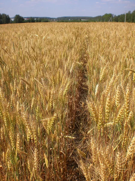 Fältet av mogna öron korn i Moskva-regionen. — Stockfoto