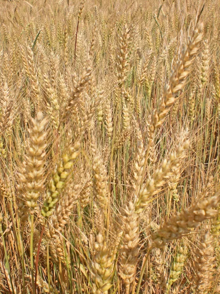 Mature ears of barley in Moscow Region. — Stock Photo, Image