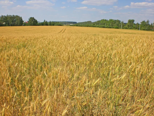 stock image Field of mature ears of barley in Moscow Region.