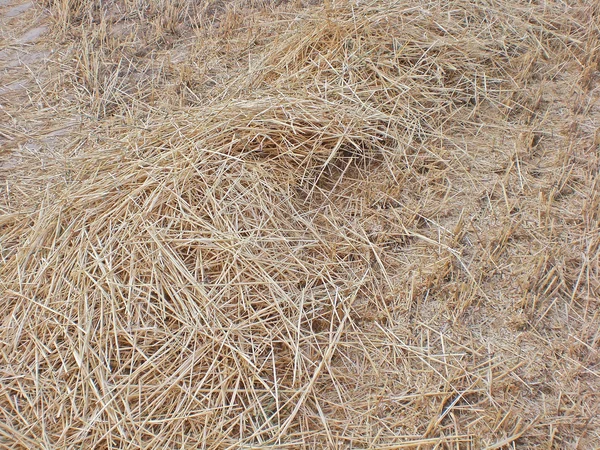 组合的大麦在莫斯科地区的耳朵后场. — 图库照片