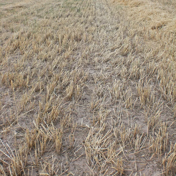 Field after assemblage of ears of barley in Moscow Region. — Stock Photo, Image