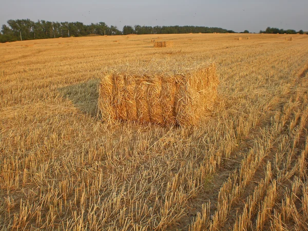Field with the collected ears of barley, Moscow Region. — Stock Photo, Image