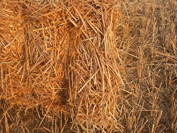 モスクワ地方のフィールドにおける大麦の収集の耳. — ストック写真