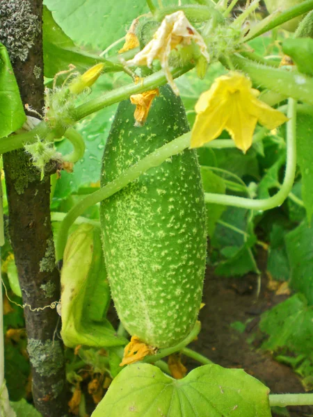 The ripened cucumber on a bed, Moscow Region. — Stock Photo, Image
