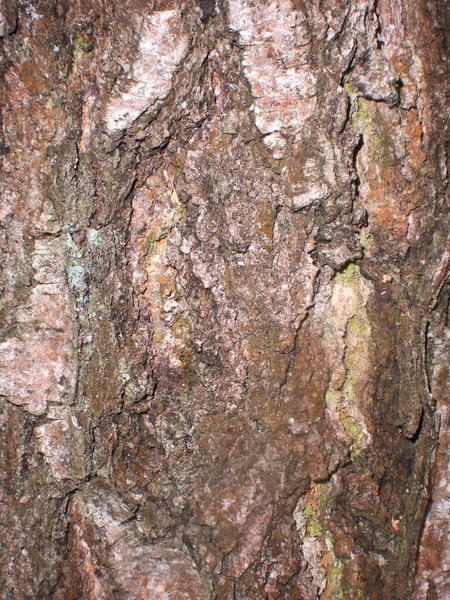 Textura kůra stromu, v Moskevské oblasti. — Stock fotografie