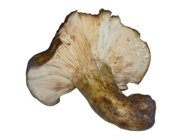 Mushroom of Chernushka, Lactarius Turpis, it is isolated clipart