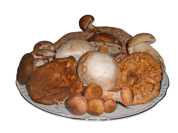Съедобные грибы разных видов на тарелке, изолированы — стоковое фото