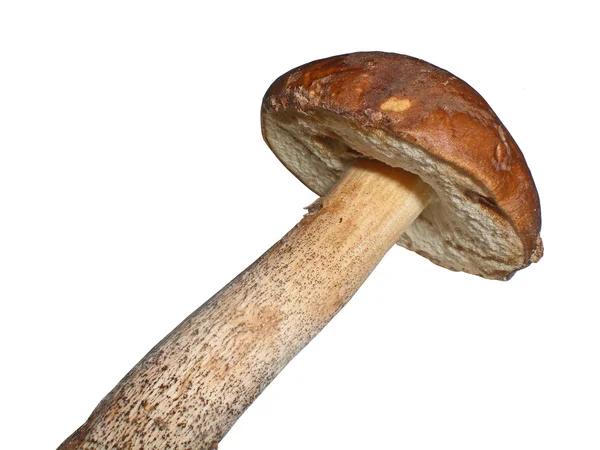 Mushroom the Birch mushroom, Leccinum Scabrum, it is isolated — Stock Photo, Image