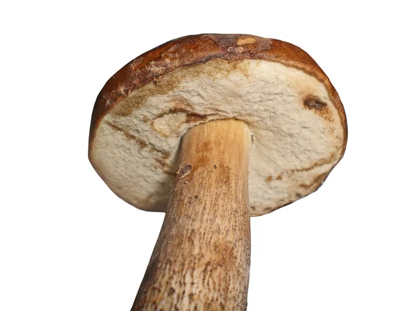 Гриб березовый гриб, Leccinum Scabrum, он изолирован — стоковое фото