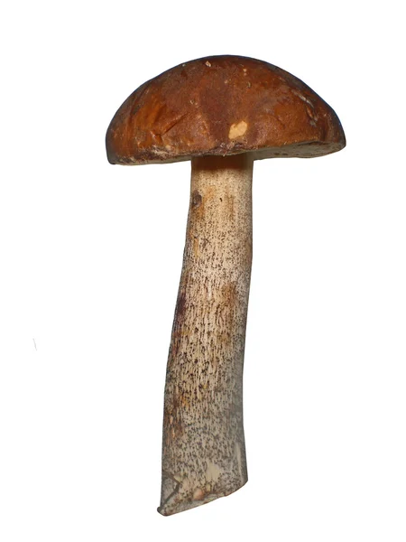 Гриб березовый гриб, Leccinum Scabrum, он изолирован — стоковое фото