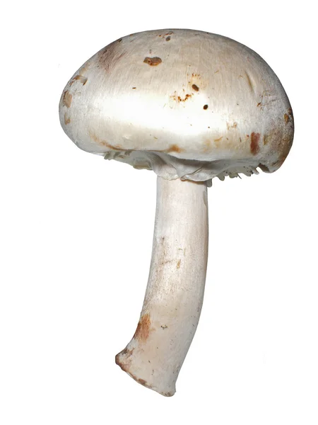 stock image Mushroom the Field mushroom, Agaricus Campestris, it is isolated