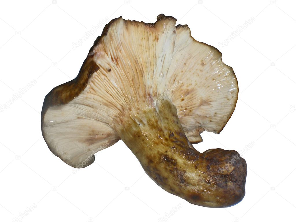Mushroom of Chernushka, Lactarius Turpis, it is isolated