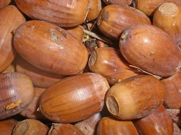 Background from acorns. — Stock Photo, Image