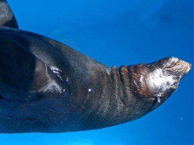 The fur seal sleeps in pool, zoomarine in Portugal.
