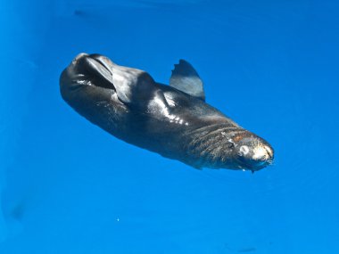 The fur seal sleeps in pool, zoomarine in Portugal.