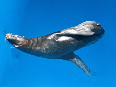 The fur seal sleeps in pool, zoomarine in Portugal.