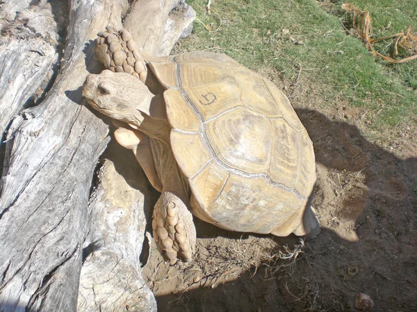 The big curious turtle in territory a zoomarine, Portugal. — Stock Photo, Image