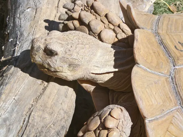 Η μεγάλη χελώνα περίεργος στο έδαφος, την Zoomarine, που απέχουν Πορτογαλία. — Φωτογραφία Αρχείου