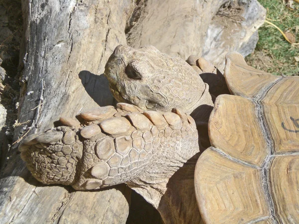 Velké zvědavý želva v území a zoomarine, Portugalsko. — Stock fotografie