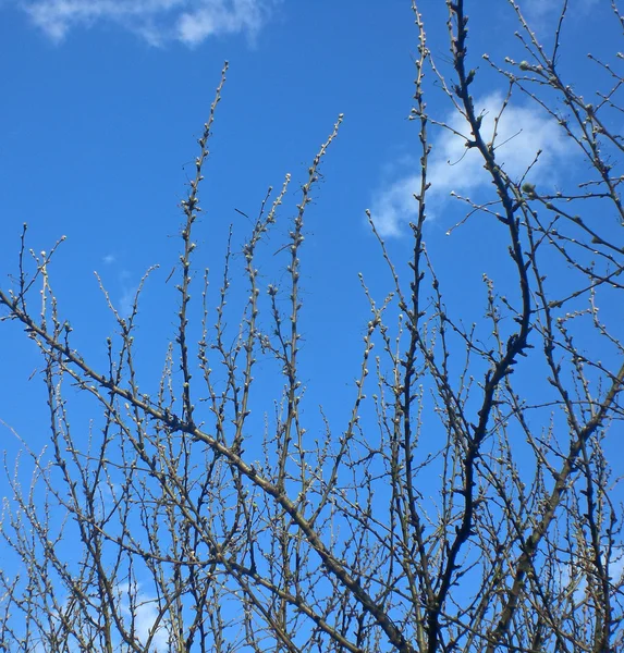 春には モスクワで木の枝 — ストック写真