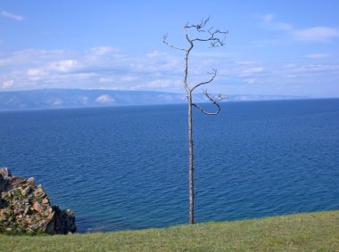 ağaç banka Deniz Baykal, Rusya Federasyonu