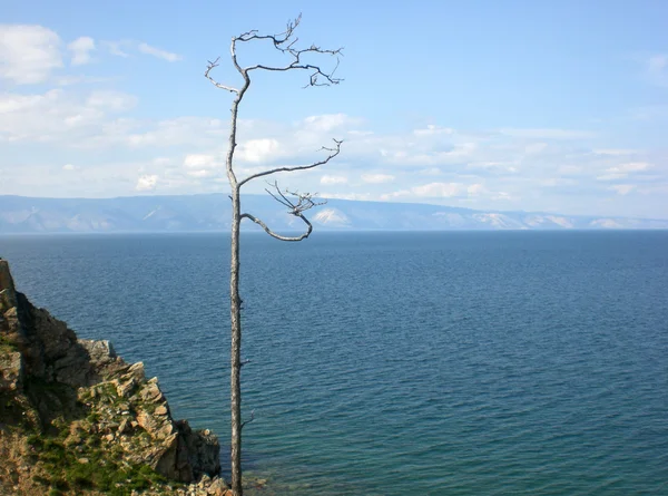 Puu Baikaljärven Rannalla Venäjä — kuvapankkivalokuva