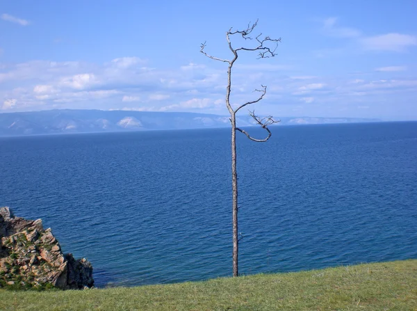 ต้นไม้บนชายฝั่งทะเลสาบไบคอล รัสเซีย — ภาพถ่ายสต็อก