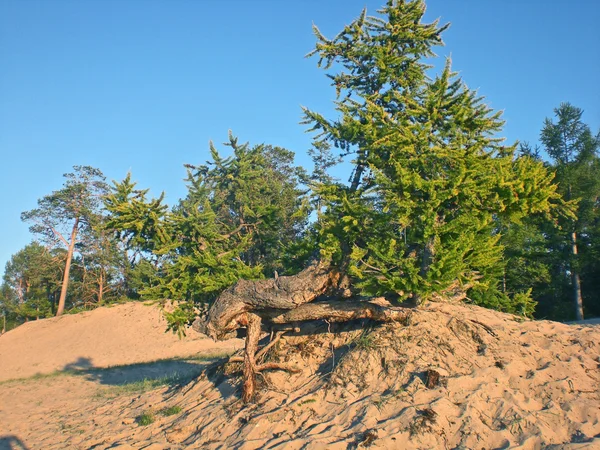 Байкал, деревья на острове Ольхон, Россия — стоковое фото