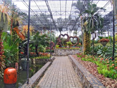 nadir tropik çiçekler ve bitkiler Bahçe orkide, pattaya, Tayland