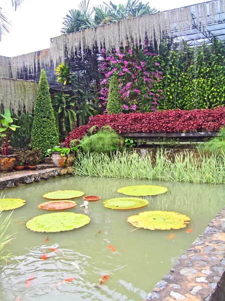 小池塘与兰花，芭堤雅，泰国的花园里的小鱼 — 图库照片