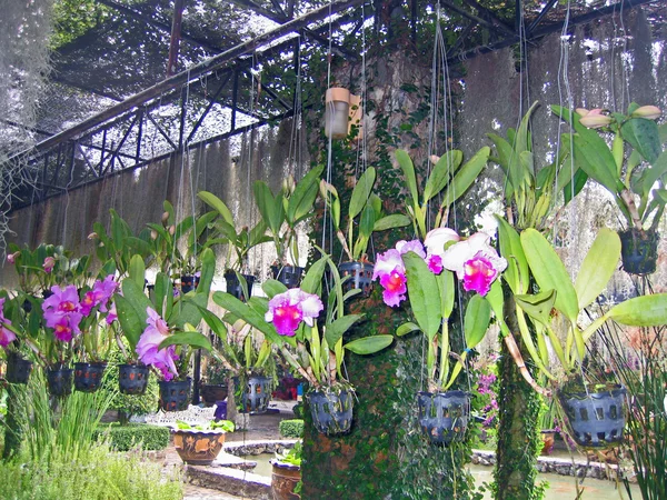 Flores Orquídea Pote Pendente Jardim Orquídeas Pattaya Tailândia — Fotografia de Stock