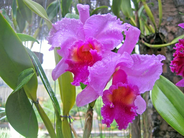 Fiore Del Orchid Giardino Dei Orchids Pattaya Thailandia — Foto Stock